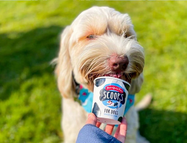 Iced Treats ice cream yogurts for gods in Crewe Nantwich Sandbach Middlewich Winsford and Cheshire The Dog s Dinner Quality raw dog food and natural treats in Crewe Nantwich and Cheshire